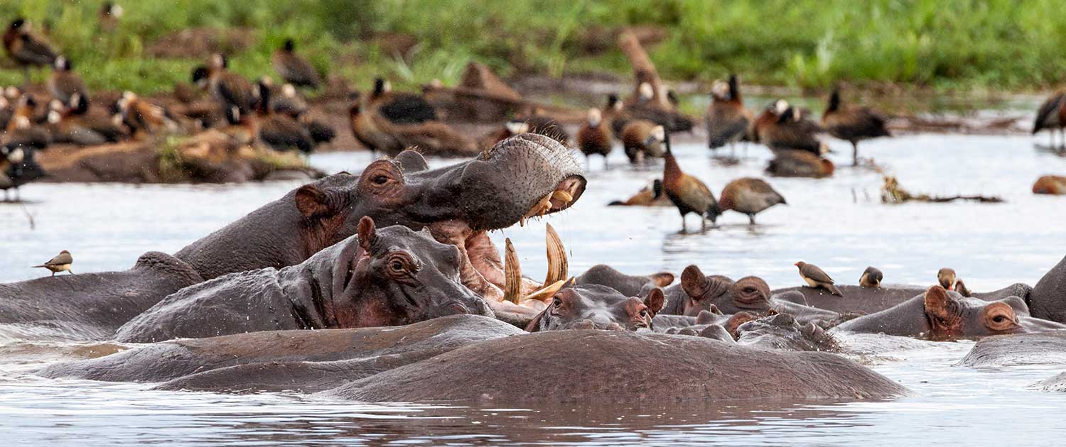 6-Day Amazing Budget Wildlife & Culture Experience Tour