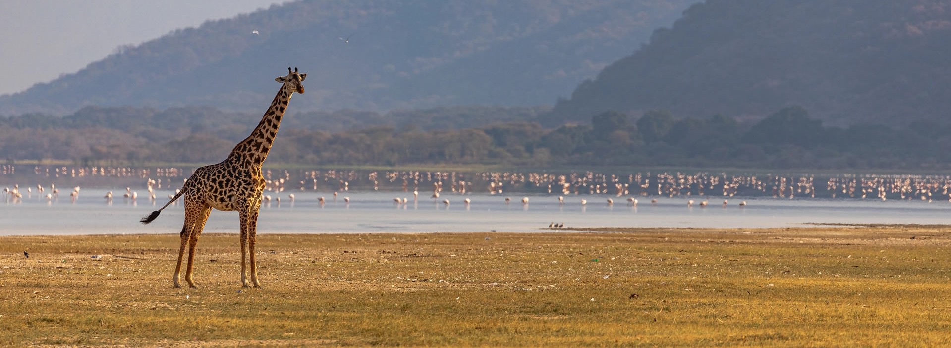 6-Day The Great Wildebeest Migration Calving Season