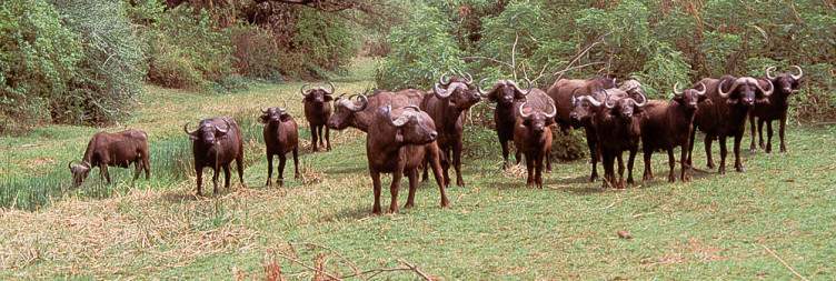 5-Day Tanzania Wildlife up Close and Culture