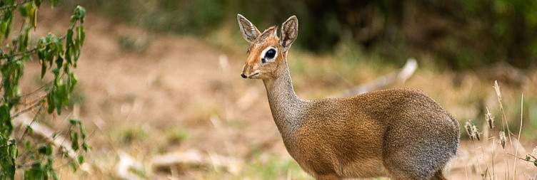 6-Day Tanzania Wildlife up Close