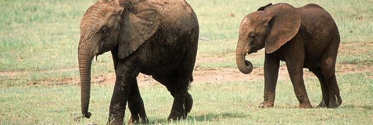 6-Day Tanzania Wildlife Adventure Safari