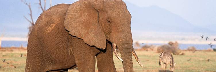 5-Day The Best of Lake Manyara, Ngorongoro and Serengeti