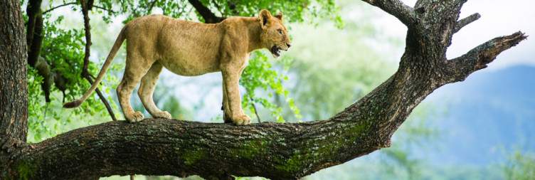 7-Day The Best of Tanzania Honeymoon Safari