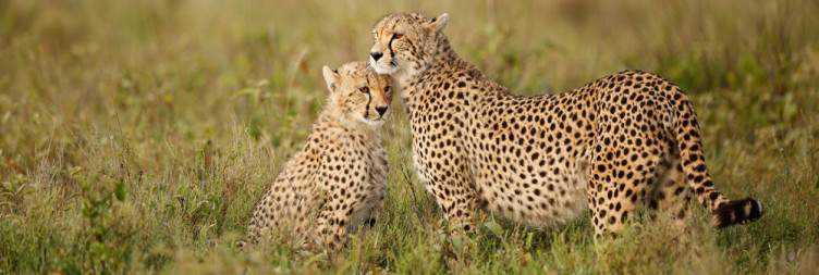 7-Day Wildebeest Migration Mara River Crossing