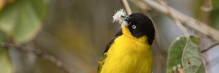 7-Day The Best of Tanzania Honeymoon Safari