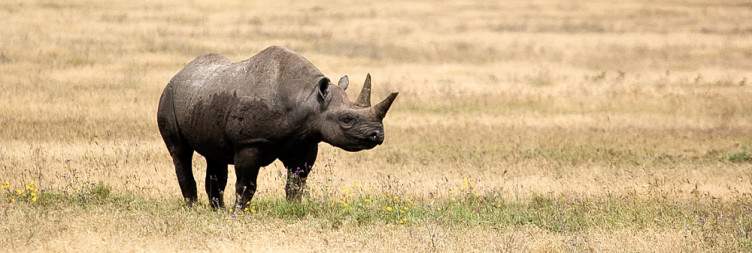 5-Day Africa Traditions and Wildlife up Close