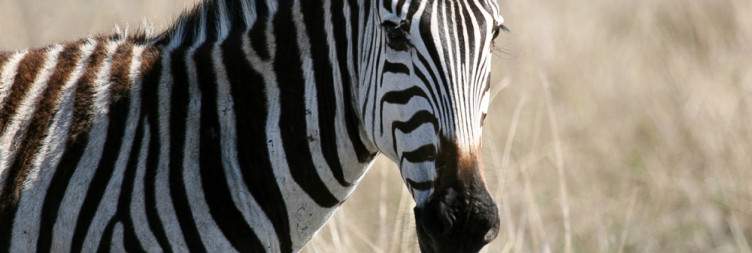 8-Day Great Wildebeest Migration Mara River Crossing