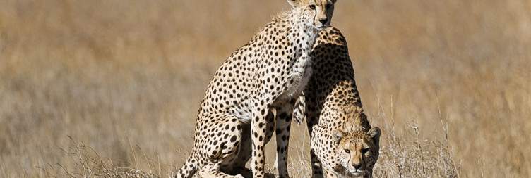 6-Day Tanzania Wounders Budget Safari