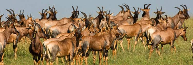 5-Day Tarangire, Serengeti, Ngorongoro Crater& Manyara