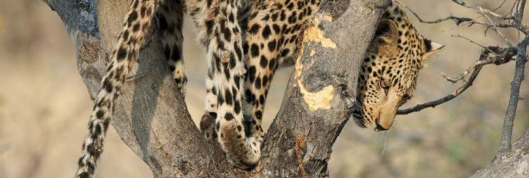 3-Day Awesome Serengeti and Ngorongoro Safari