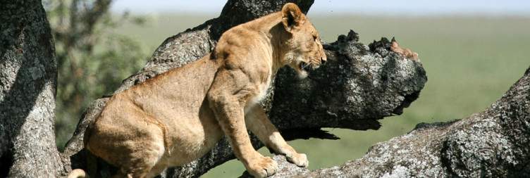 3-Day Awesome Serengeti and Ngorongoro Safari