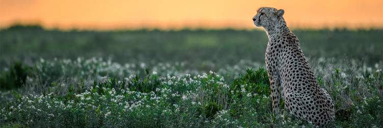 6-Day Amazing Budget Wildlife & Culture Experience Tour