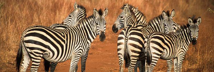 11-Day Mid Range Tanzania and Zanzibar Beach Safari