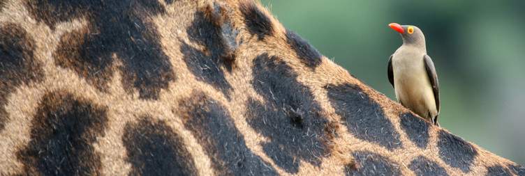 7-Day The Best of Tanzania Honeymoon Safari