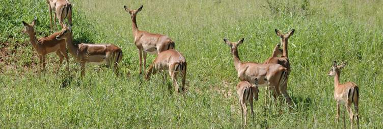 7-Day Africa Wildlife and Cultural Safari